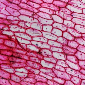 Science in the Age of Experience: Science in Life