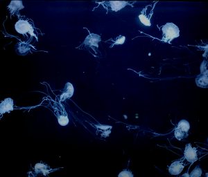 How studying marine life is inspiring product innovation