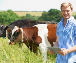 The Internet of Cows
