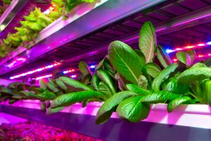 Agritecture: the next agricultural revolution?