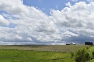 How AI Is Transforming the Agricultural Sector