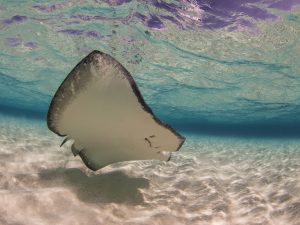 Are fish the secret to our future’s energy?