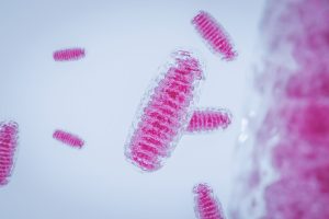 Predicting Uncoupling Toxicity of Organic Acids