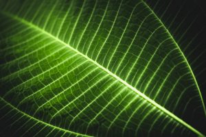 Science in the Age of Experience: Science in Nature