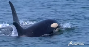 Can hybrid ships save Canada’s killer whales?