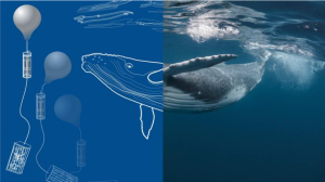 Can we save the whales with lobster pots?