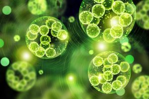 Future Outlook: Sustainable Aviation Fuel