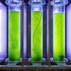 Is Sustainable Biofuel the Future of Aviation?