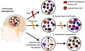 Curing Glioblastoma with Organoid Twins