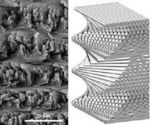 Biomimicry: How Simulation and Nature Work Together to Innovate