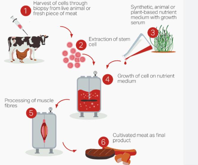 Cultured meat process