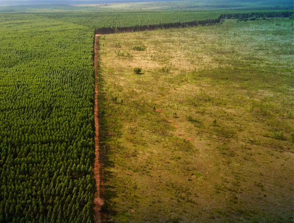 deforestation - biodiversity loss - Dassault Systemes blog