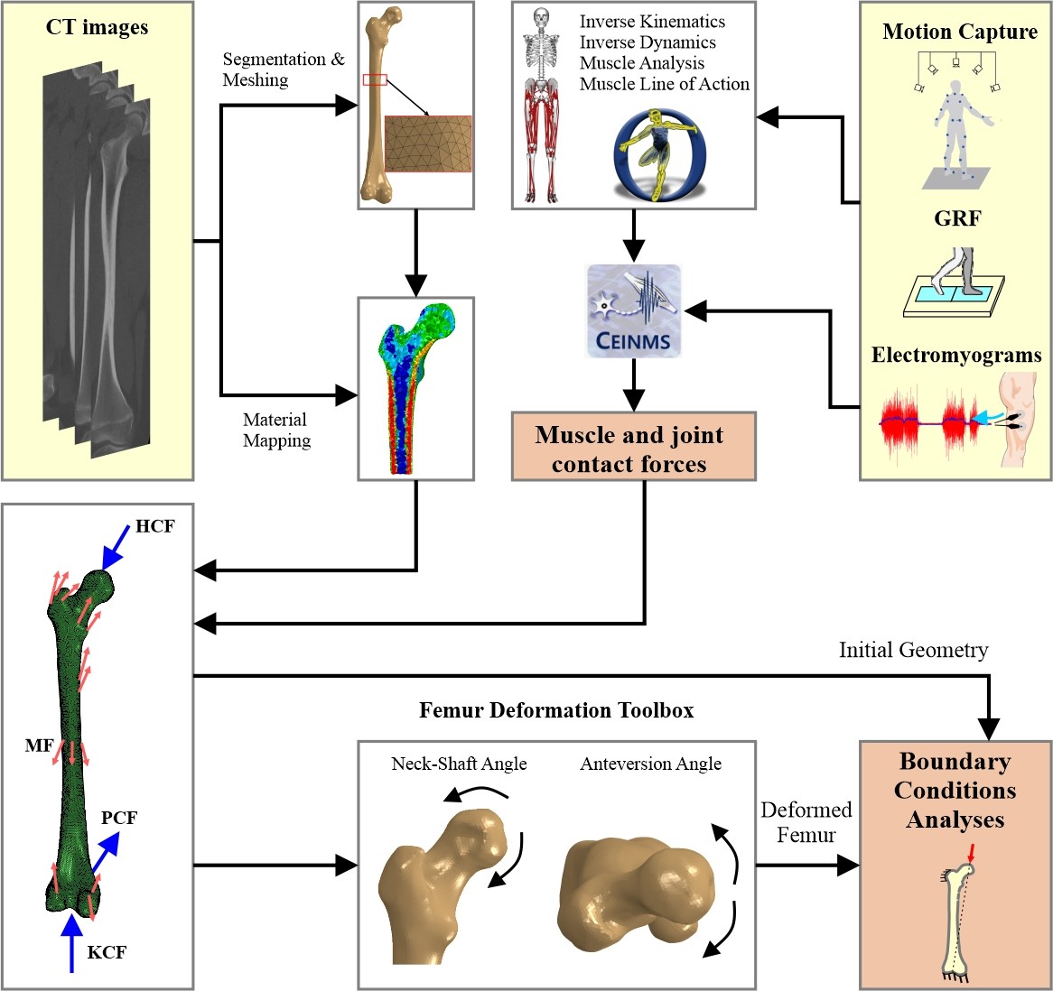 Workflow for Patient-specific Femur Simulation