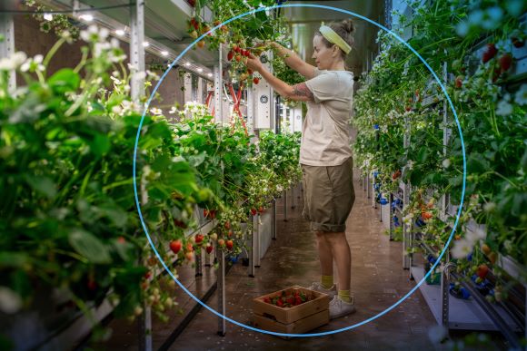a woman harvesting fruit from indoor farming - business benefits of biodiversity - Dassault Systèmes blog