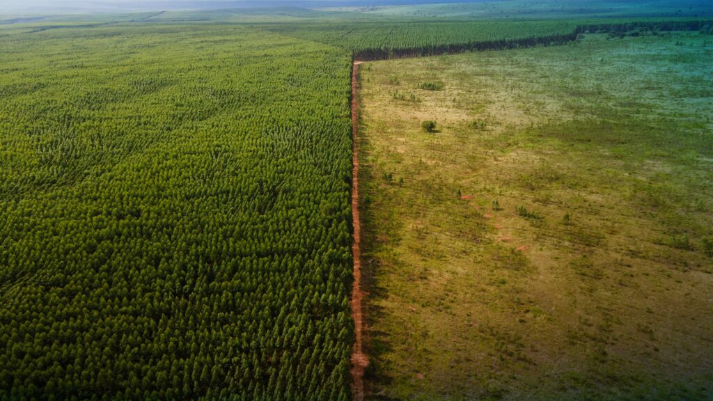 A dense forest on the left, next to a cleared area on the right - soil degradation - Dassault Systemes blog